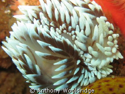 Two Silver nudibranches mating, you can see the one on th... by Anthony Wooldridge 